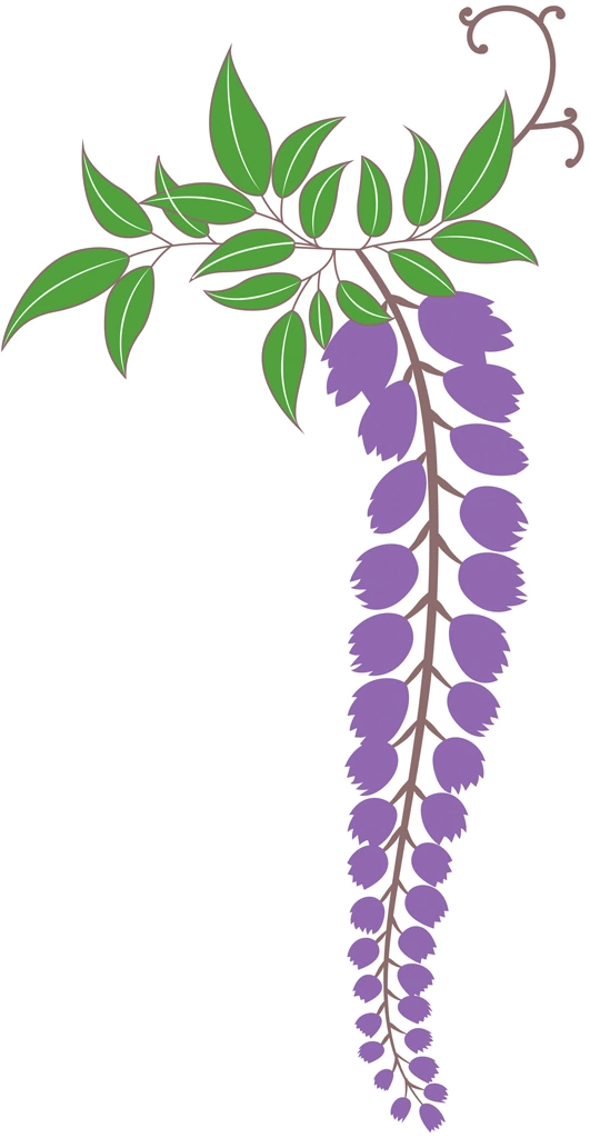 藤の花と葉のイラストとベクター | 紫色